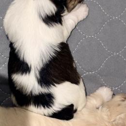Black parti white - Parti male Miniature Schnauzer puppy in Kaufman, Texas from KK’s Krazy Kennels