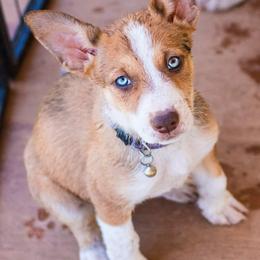 McNab Puppies from Vanir McNab Shepherds