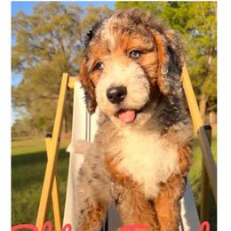 Blitz - Chocolate merle female Bernedoodle puppy in Ocala, Florida from Prime Time Bernedoodles