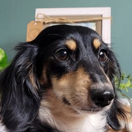 Maddie - Dachshund