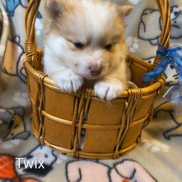 Boy 4 - Wolf sable male Pomsky puppy in Blackfoot, Idaho from Snake River Pomskys