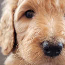 Boy 6 - Goldendoodle puppy in Le Roy, Minnesota from Doodles by the Dam