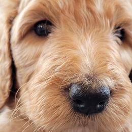 Boy 6 - Goldendoodle puppy in Le Roy, Minnesota from Doodles by the Dam