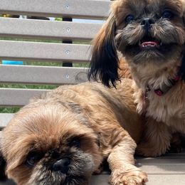 Shih Tzus from Simply Shih Tzu of NEPA