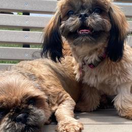 Shih Tzus from Simply Shih Tzu of NEPA