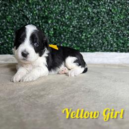 Yellow Girl - Black female Goldendoodle puppy in Modesto, California from Two Doods Doodles