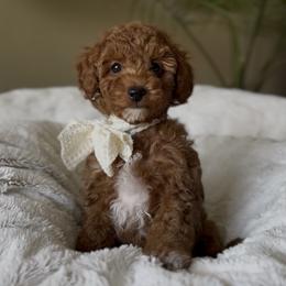 Anastasia - Red  female Goldendoodle puppy in Corona, California from West Coast Goldendoodles