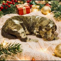 Boy 2 - Merle male Goldendoodle puppy in Sterling, Connecticut from Justine’s Retrievers and Doodles