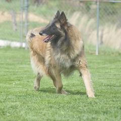 TT - Belgian Tervuren