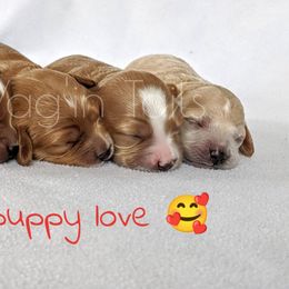 Bernedoodle and Cavapoo Puppies from Wag'in Tails