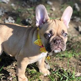 Boston Terriers from Blaze Of Glory Bostons & Frenchies