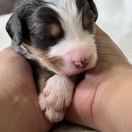 Bernedoodle Puppies from Wild Grace Farm Pups