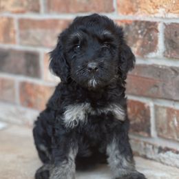 Muffin Cakes - Sheepadoodle