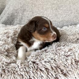 Boy 2 - Red tri-color male Australian Shepherd puppy in Rochester, Massachusetts from Clover Creek Aussies