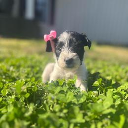 Girl 5 - Parti female Miniature Schnauzer puppy in Dunlap, Tennessee from Beards of Glory
