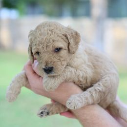 Goldendoodle Puppies from Dolly Doodle’s Doodles