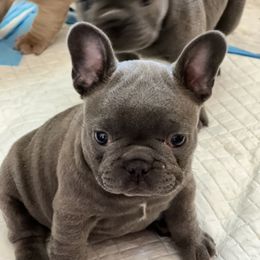 French Bulldog Puppies from Casa de Frenchie