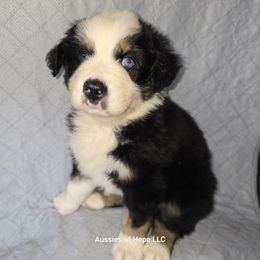 Zeppelin - Black tri-color male Australian Shepherd puppy in Lakeland, Florida from Aussies of Hope LLC