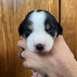 Greater Swiss Mountain Dog Puppies from Woodland Swissie’s