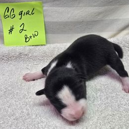 Girly girl 2 - Black and white female Basenji puppy in Caldwell, Texas from Candyce Witte