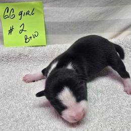 Girly girl 2 - Black and white female Basenji puppy in Caldwell, Texas from Candyce Witte