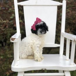 Poodle Puppies from Upper Echelon