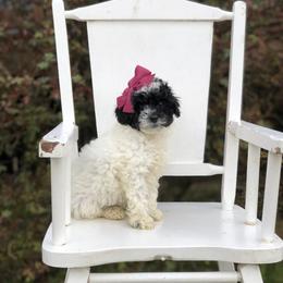 Poodle Puppies from Upper Echelon