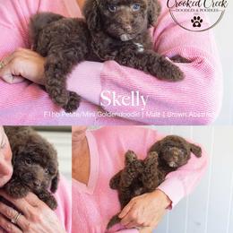 Skelly - Chocolate male Goldendoodle puppy in Woodruff, South Carolina from Crooked Creek Doodles and Poodles