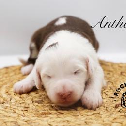 Anthony Bridgerton - Brown and white male Sheepadoodle puppy in Edmond, Oklahoma from Rock N Roll Doodles