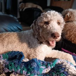 Ziva - Aussiedoodle