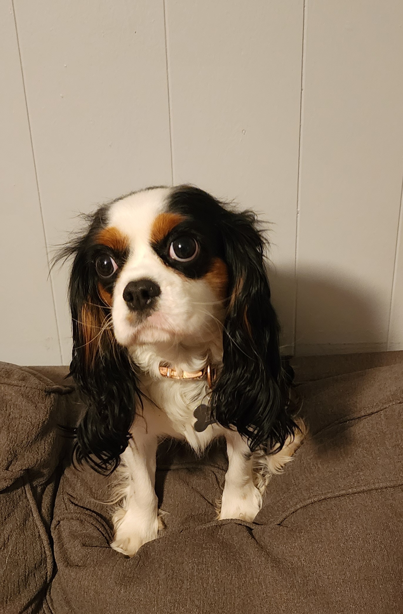 Hope - Cavalier King Charles Spaniel