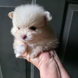 Cream boy 2 - Cream male Pomeranian puppy in Carrollton, Georgia from B AND R'S POMERANIAN'S