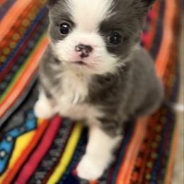 Leah - Blue and white female Chihuahua puppy in Amity, Pennsylvania from Rhoda and Verna
