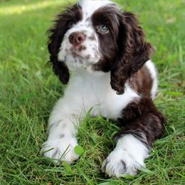 Cocker Spaniel All Grown Up from Joron Cockers