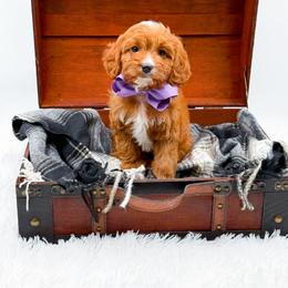 Sofia - Red female Cavapoo puppy in North Carolina from NC Doodle Puppies