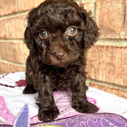 Cookie ( Dorja) - Brown female Maltipoo puppy in Hephzibah ( Richmond County ), Georgia from Healing Pawz LLC