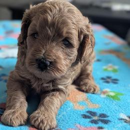Blue collar - Cream male Goldendoodle puppy in Connecticut from Valley View Doodles