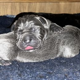 Cane Corso Puppies from Palazzo Cane Corso