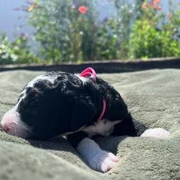 Maple - female Australian Mountain Doodle puppy in Sherrills Ford, North Carolina from Magnolia Grove Farms