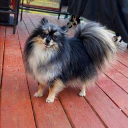 Laffy Taffy - Pomeranian