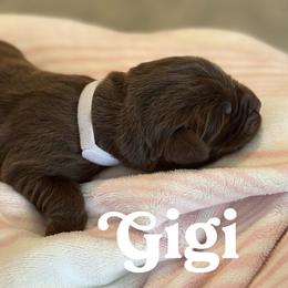 Brown female 1st pick spot - Brown female Newfoundland puppy in Brandenburg, Kentucky from Bluegrass River Newfoundlands