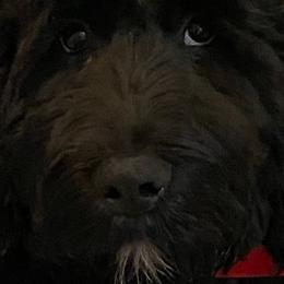 Labradoodle and Poodle All Grown Up from Labradoodles of North Texas