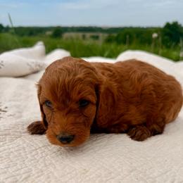 Puppy 4 - Apricot female Irish Doodle puppy in Bloomfield, Iowa from Schooley Doodles