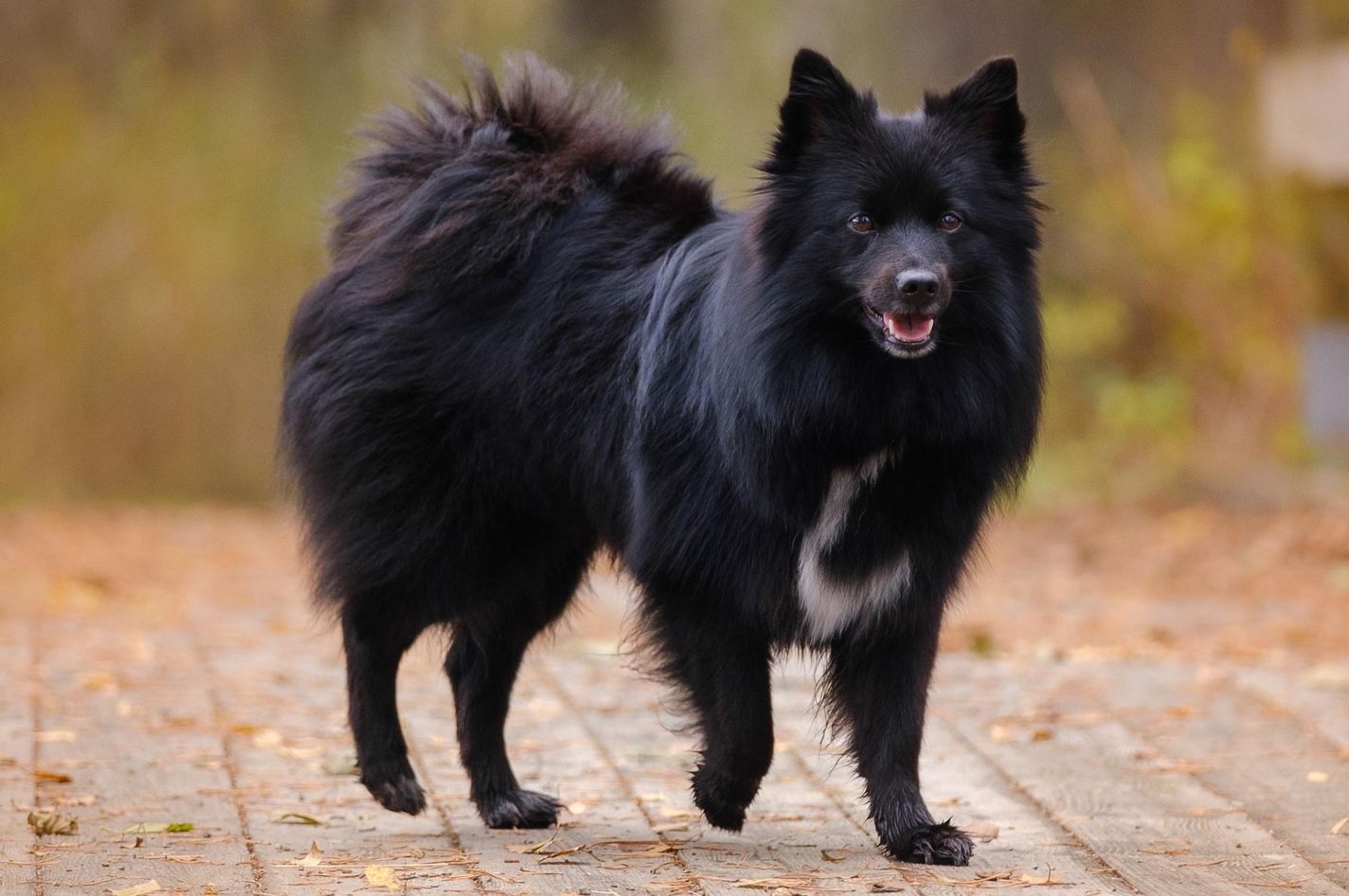 German Spitz