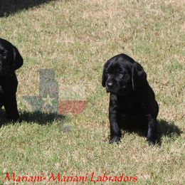 RIP - Black male Labrador Retriever puppy in Liberty Hill, Texas from Mariani Labrador Retrievers
