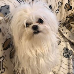 Maltese from Kimberly's Maltese