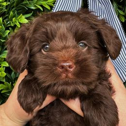 Australian Labradoodle Puppies from Potomac Australian Labradoodles