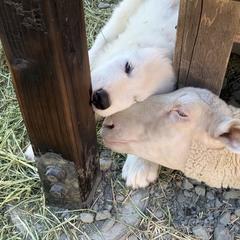 Stoic - White male Maremma Sheepdog puppy in Kings County, California from Prancing Pony Farm Maremma Sheepdogs