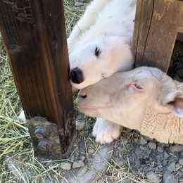 Stoic - White male Maremma Sheepdog puppy in Kings County, California from Prancing Pony Farm Maremma Sheepdogs