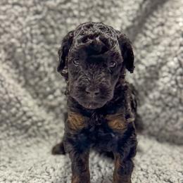 Cracker - Black male Bernedoodle puppy in Rose Hill, North Carolina from Red Door Canines